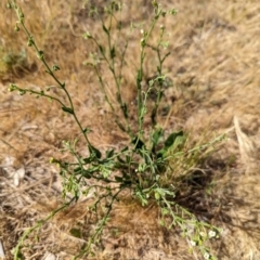 Hackelia suaveolens at Belconnen, ACT - 2 Nov 2023 10:03 AM