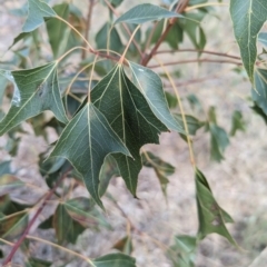 Brachychiton populneus subsp. populneus (Kurrajong) at Belconnen, ACT - 2 Nov 2023 by CattleDog