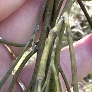 Exocarpos cupressiformis at Aranda, ACT - 2 Nov 2023 12:45 PM