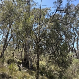 Exocarpos cupressiformis at Aranda, ACT - 2 Nov 2023 12:45 PM