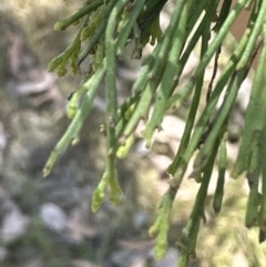 Exocarpos cupressiformis at Aranda, ACT - 2 Nov 2023