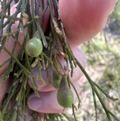 Exocarpos cupressiformis at Aranda, ACT - 2 Nov 2023