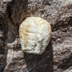 Mantidae - egg case (family) (Egg case of praying mantis) at Belconnen, ACT - 2 Nov 2023 by CattleDog