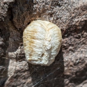 Mantidae (family) at Belconnen, ACT - 2 Nov 2023