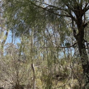 Exocarpos cupressiformis at Aranda, ACT - 2 Nov 2023