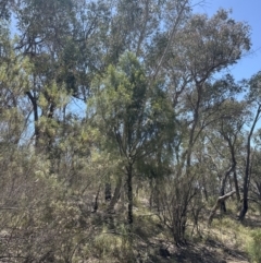 Exocarpos cupressiformis at Aranda, ACT - 2 Nov 2023