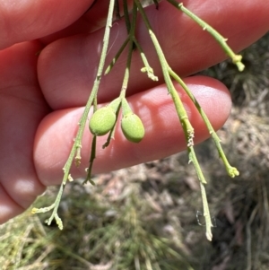 Exocarpos cupressiformis at Aranda, ACT - 2 Nov 2023