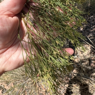 Exocarpos cupressiformis (Cherry Ballart) at Belconnen, ACT - 2 Nov 2023 by lbradley