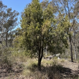 Exocarpos cupressiformis at Aranda, ACT - 2 Nov 2023 12:57 PM