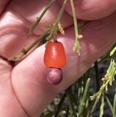 Exocarpos cupressiformis at Aranda, ACT - 2 Nov 2023 12:57 PM