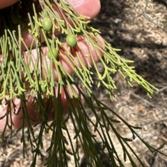 Exocarpos cupressiformis (Cherry Ballart) at Aranda, ACT - 2 Nov 2023 by lbradley