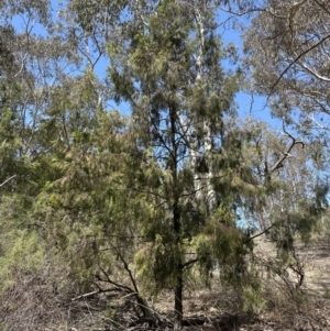 Exocarpos cupressiformis at Aranda, ACT - 2 Nov 2023