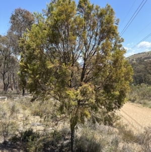 Exocarpos cupressiformis at Belconnen, ACT - 2 Nov 2023