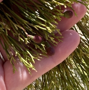 Exocarpos cupressiformis at Belconnen, ACT - 2 Nov 2023