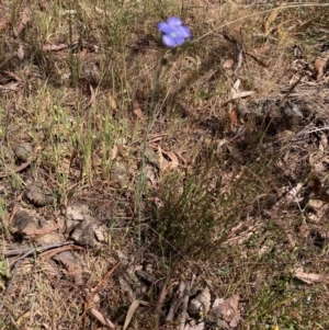 Linum marginale at Hall, ACT - 1 Nov 2023 11:18 AM