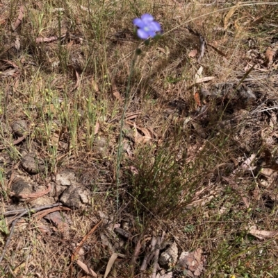 Linum marginale (Native Flax) at Hall, ACT - 1 Nov 2023 by Rosie