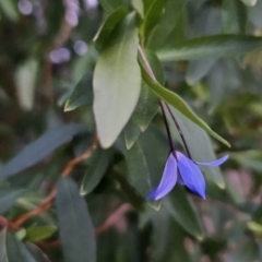 Billardiera heterophylla (Western Australian Bluebell Creeper) at Chapman, ACT - 1 Nov 2023 by BethanyDunne