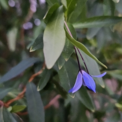 Billardiera heterophylla (Western Australian Bluebell Creeper) at Chapman, ACT - 1 Nov 2023 by BethanyDunne