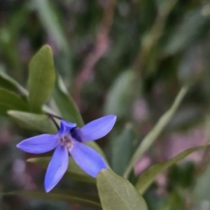 Billardiera heterophylla at Chapman, ACT - 1 Nov 2023