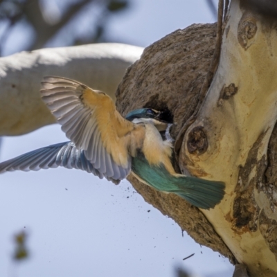 Todiramphus sanctus (Sacred Kingfisher) at Majura, ACT - 1 Nov 2023 by trevsci