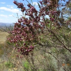Dodonaea viscosa subsp. angustissima (Hop Bush) at Tuggeranong, ACT - 1 Nov 2023 by GirtsO