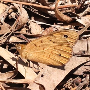 Heteronympha merope at O'Connor, ACT - 22 Oct 2023 11:19 AM