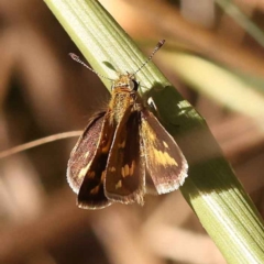 Taractrocera papyria (White-banded Grass-dart) at O'Connor, ACT - 21 Oct 2023 by ConBoekel