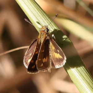 Taractrocera papyria at O'Connor, ACT - 22 Oct 2023