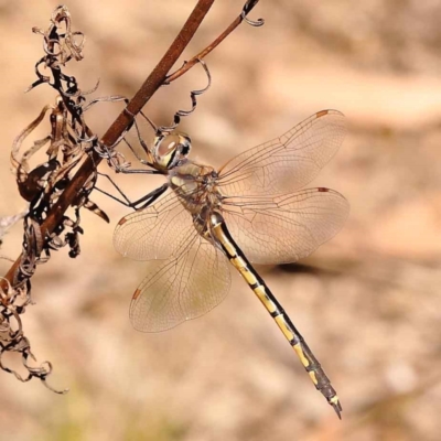 Hemicordulia tau (Tau Emerald) at O'Connor, ACT - 22 Oct 2023 by ConBoekel