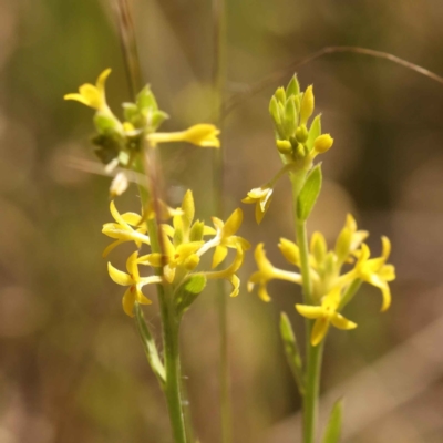 Pimelea curviflora var. sericea (Curved Riceflower) at O'Connor, ACT - 21 Oct 2023 by ConBoekel