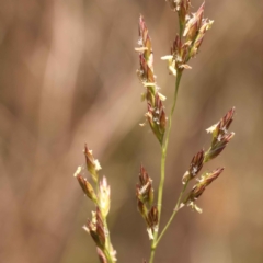 Festuca arundinacea (Tall Fescue) at O'Connor, ACT - 21 Oct 2023 by ConBoekel