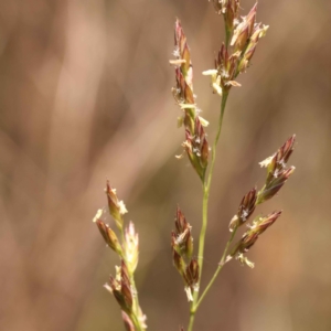 Lolium arundinaceum at O'Connor, ACT - 22 Oct 2023