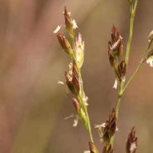 Lolium arundinaceum at O'Connor, ACT - 22 Oct 2023