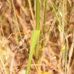 Lolium arundinaceum at O'Connor, ACT - 22 Oct 2023