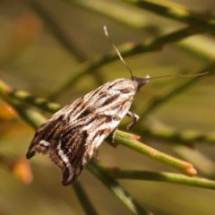 Tortricopsis aulacois (A Concealer moth) at O'Connor, ACT - 22 Oct 2023 by ConBoekel