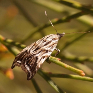 Tortricopsis aulacois at O'Connor, ACT - 22 Oct 2023 10:56 AM