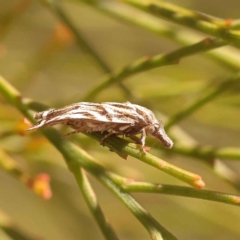 Tortricopsis aulacois at O'Connor, ACT - 22 Oct 2023 10:56 AM