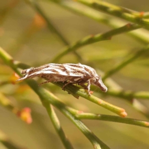 Tortricopsis aulacois at O'Connor, ACT - 22 Oct 2023 10:56 AM