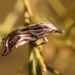 Tortricopsis aulacois at O'Connor, ACT - 22 Oct 2023 10:56 AM