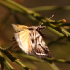 Tortricopsis aulacois at O'Connor, ACT - 22 Oct 2023 10:56 AM