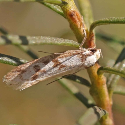 Eusemocosma pruinosa (Philobota Group Concealer Moth) at O'Connor, ACT - 22 Oct 2023 by ConBoekel