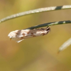 Eusemocosma pruinosa at O'Connor, ACT - 22 Oct 2023