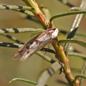 Eusemocosma pruinosa at O'Connor, ACT - 22 Oct 2023