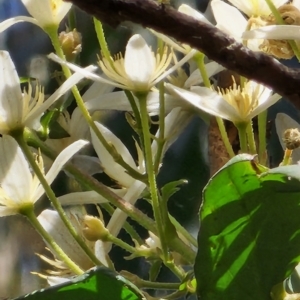 Clematis aristata at Cotter River, ACT - 2 Nov 2023