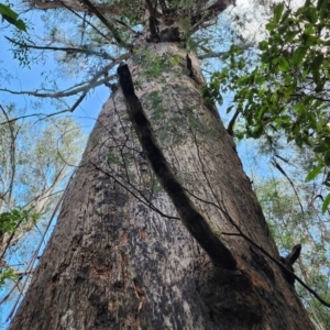 Eucalyptus fastigata at Namadgi National Park - 2 Nov 2023