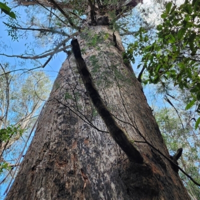 Eucalyptus fastigata (Brown Barrel) at Namadgi National Park - 2 Nov 2023 by Steve818