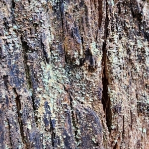 Eucalyptus fastigata at Namadgi National Park - 16 Jul 2024