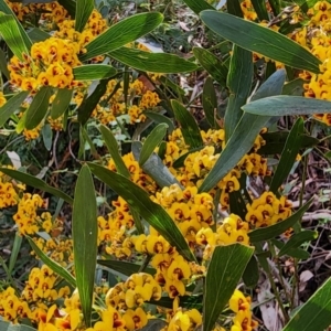 Daviesia mimosoides subsp. mimosoides at Cotter River, ACT - 2 Nov 2023