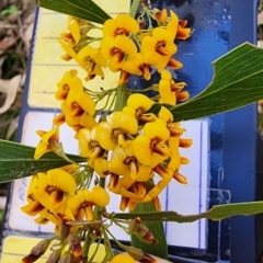 Daviesia mimosoides subsp. mimosoides at Cotter River, ACT - 2 Nov 2023