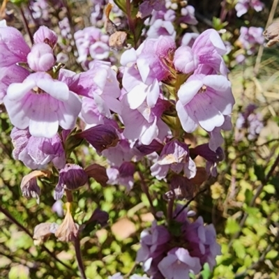 Euphrasia collina subsp. paludosa at Namadgi National Park - 2 Nov 2023 by Steve818